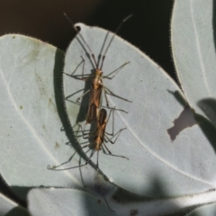 Rayieria acaciae (Acacia-spotting bug) at Higgins, ACT - 1 Apr 2021 by AlisonMilton