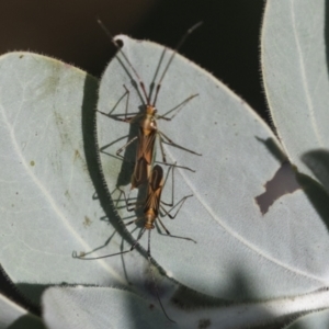 Rayieria acaciae at Higgins, ACT - 2 Apr 2021