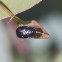 Liparetrus sp. (genus) (Chafer beetle) at Cook, ACT - 29 Mar 2021 by AlisonMilton