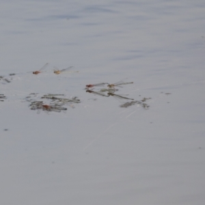 Xanthagrion erythroneurum at Holt, ACT - 30 Mar 2021