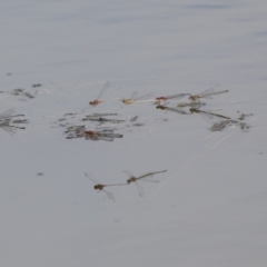 Xanthagrion erythroneurum at Holt, ACT - 30 Mar 2021