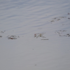 Xanthagrion erythroneurum at Holt, ACT - 30 Mar 2021