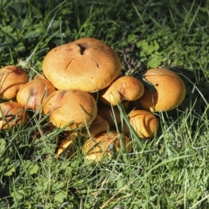 Gymnopilus junonius at Acton, ACT - 8 Apr 2021