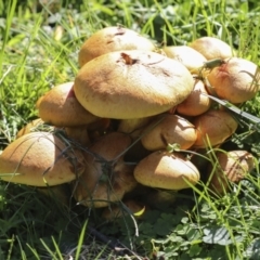 Gymnopilus junonius at Acton, ACT - 8 Apr 2021