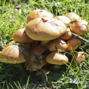 Gymnopilus junonius at Acton, ACT - 8 Apr 2021