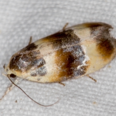 Piloprepes anassa (A Concealer moth) at Melba, ACT - 21 Nov 2020 by Bron