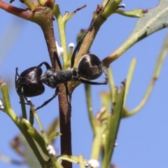 Camponotus suffusus at Acton, ACT - 8 Apr 2021 11:46 AM