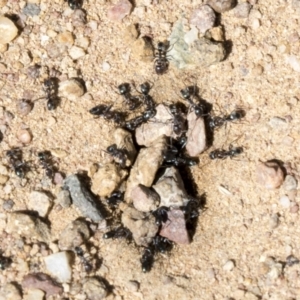 Iridomyrmex rufoniger at Cook, ACT - 29 Mar 2021 12:26 PM