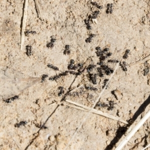 Iridomyrmex rufoniger at Cook, ACT - 29 Mar 2021 12:26 PM