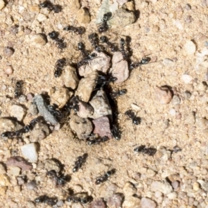 Iridomyrmex rufoniger at Cook, ACT - 29 Mar 2021 12:26 PM