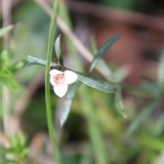 Boronia nana var. hyssopifolia at Mongarlowe, NSW - 20 May 2021 by LisaH