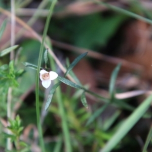 Boronia nana var. hyssopifolia at Mongarlowe, NSW - suppressed