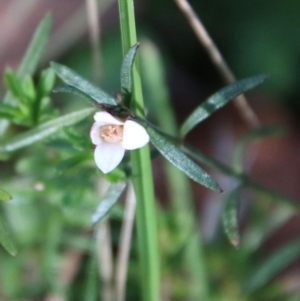 Boronia nana var. hyssopifolia at Mongarlowe, NSW - 20 May 2021