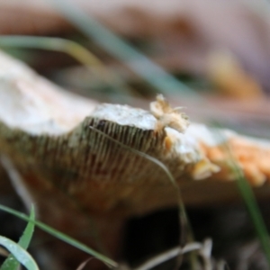 Lactarius deliciosus at Mongarlowe, NSW - 20 May 2021