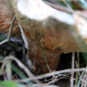 Lactarius deliciosus at Mongarlowe, NSW - 20 May 2021