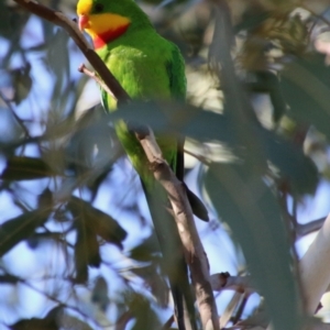 Polytelis swainsonii at Hughes, ACT - 18 May 2021