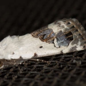 Armactica conchidia at Melba, ACT - 21 Nov 2020 11:16 PM