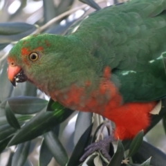 Alisterus scapularis (Australian King-Parrot) at Ainslie, ACT - 21 May 2021 by jb2602