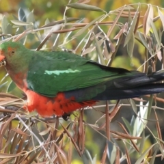 Alisterus scapularis at Ainslie, ACT - 21 May 2021