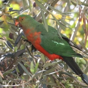 Alisterus scapularis at Ainslie, ACT - 21 May 2021