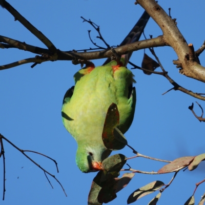 Polytelis swainsonii (Superb Parrot) at Ainslie, ACT - 21 May 2021 by jb2602