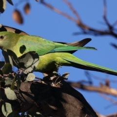 Polytelis swainsonii at Ainslie, ACT - suppressed