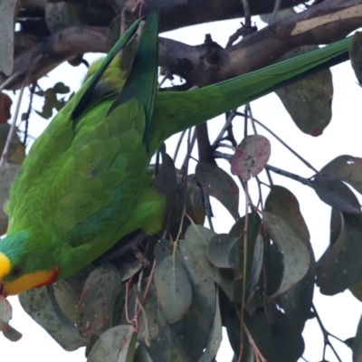 Polytelis swainsonii (Superb Parrot) at Ainslie, ACT - 21 May 2021 by jbromilow50