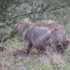 Vombatus ursinus (Common wombat, Bare-nosed Wombat) at Coree, ACT - 24 May 2021 by Christine