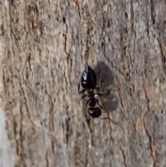 Crematogaster sp. (genus) (Acrobat ant, Cocktail ant) at Murrumbateman, NSW - 22 May 2021 by SimoneC