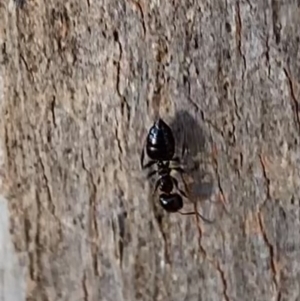 Crematogaster sp. (genus) at Murrumbateman, NSW - 22 May 2021