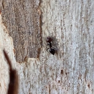 Crematogaster sp. (genus) at Murrumbateman, NSW - 22 May 2021