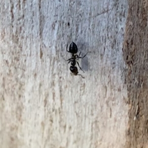 Crematogaster sp. (genus) at Murrumbateman, NSW - 22 May 2021