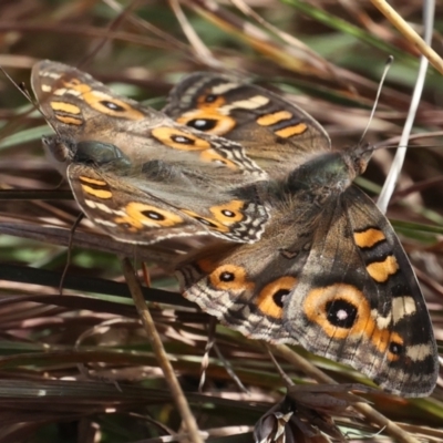 Junonia villida (Meadow Argus) at Forde, ACT - 20 May 2021 by jbromilow50