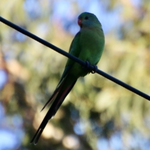 Polytelis swainsonii at Hughes, ACT - suppressed