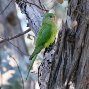 Polytelis swainsonii at Hughes, ACT - suppressed