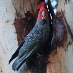 Callocephalon fimbriatum (Gang-gang Cockatoo) at Hughes, ACT - 15 May 2021 by LisaH