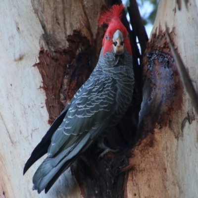 Callocephalon fimbriatum (Gang-gang Cockatoo) at Hughes, ACT - 15 May 2021 by LisaH