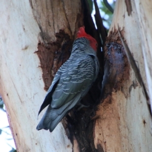 Callocephalon fimbriatum at Hughes, ACT - suppressed