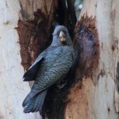 Callocephalon fimbriatum at Hughes, ACT - 15 May 2021