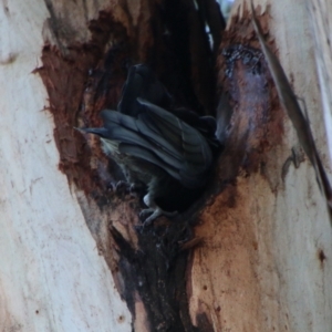 Callocephalon fimbriatum at Hughes, ACT - suppressed