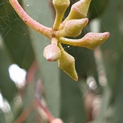 Eucalyptus macrorhyncha (Red Stringybark) at Holt, ACT - 23 May 2021 by drakes