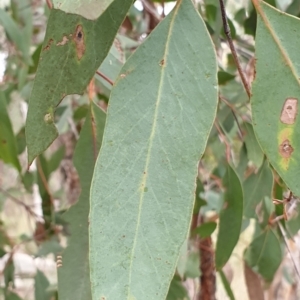 Eucalyptus macrorhyncha at Holt, ACT - 24 May 2021