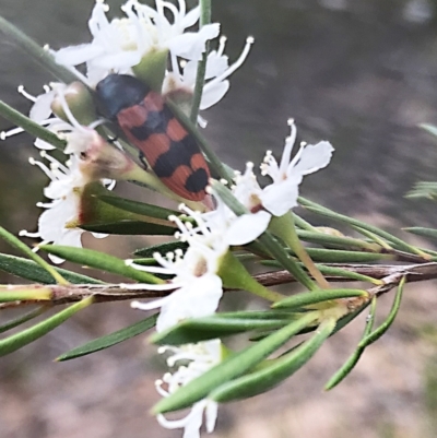 Castiarina crenata (Jewel beetle) at Stromlo, ACT - 14 Dec 2020 by Alice