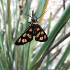 Amata (genus) (Handmaiden Moth) at Denman Prospect, ACT - 13 Dec 2020 by Alice