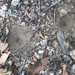 Myrmeleontidae (family) (Unidentified Antlion Lacewing) at Stromlo, ACT - 14 Dec 2020 by Alice