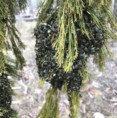 Commius elegans (Cherry Ballart Shield Bug) at Denman Prospect 2 Estate Deferred Area (Block 12) - 18 May 2021 by Alice