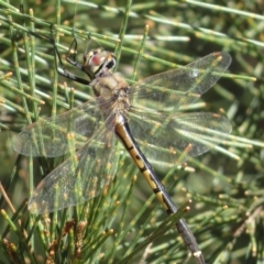 Hemicordulia tau (Tau Emerald) at Mulloon, NSW - 23 May 2021 by RobParnell