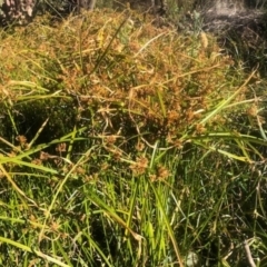 Cyperus eragrostis (Umbrella Sedge) at Mount Ainslie to Black Mountain - 22 May 2021 by toss