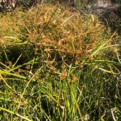 Cyperus eragrostis (Umbrella Sedge) at Mount Ainslie to Black Mountain - 22 May 2021 by toss