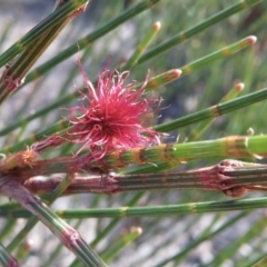 Allocasuarina verticillata (Drooping Sheoak) at Mulloon, NSW - 23 May 2021 by RobParnell